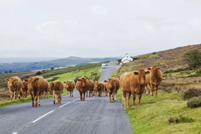 Framed Print : England, Devon, Dartmoor, Cattle on Road Framed Print : England, Devon, Dartmoor, Cattle on Road