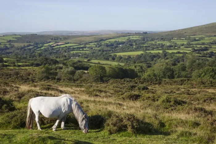 Framed Print : England, Devon, Dartmoor, Ponies Framed Print : England, Devon, Dartmoor, Ponies