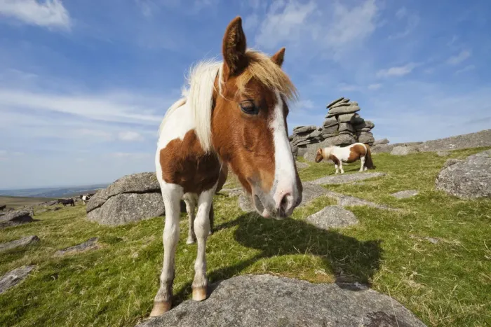 Framed Print : England, Devon, Dartmoor, Ponies at Great Staple Tor Framed Print : England, Devon, Dartmoor, Ponies at Great Staple Tor