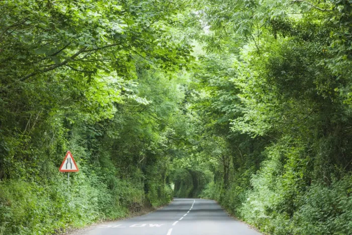 Framed Print : England, Devon, Tree Lined Country Road Framed Print : England, Devon, Tree Lined Country Road