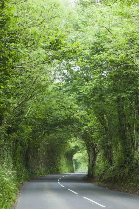 Framed Print : England, Devon, Tree Lined Country Road Framed Print : England, Devon, Tree Lined Country Road