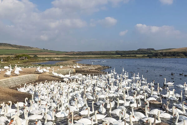 England, Dorset, Abbotsbury, A Bevy of Mute Swans at Abbotsbury Swannery
