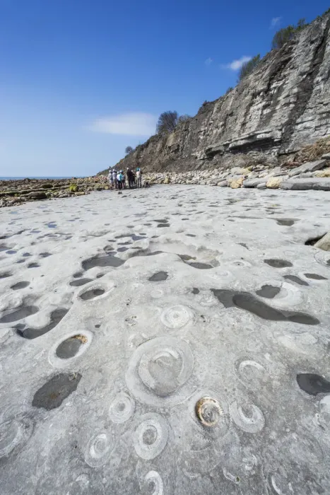 Framed Print : England, Dorset, Lyme Regis, Jurassic Coast, Rocks with Ammonite Patterns