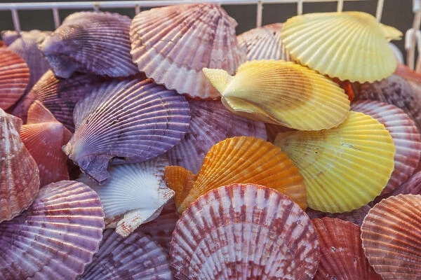 England, East Sussex, Brighton, Brighton Pier, Souvenir Shop Display of Seashells