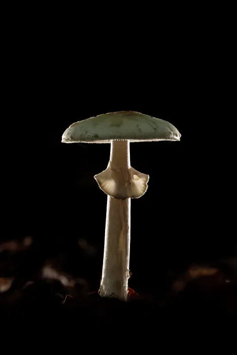 Framed Print : England, False Deathcap (Amanita citrina), Hampshire, New Forest National Park, UK, October 2021