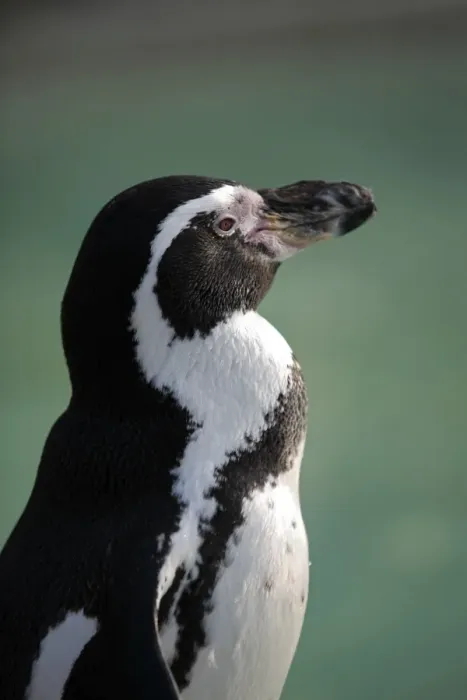 Framed Print : England, Gloucestershire. African or black-footed (formerly Jackass) penguin at the Cotswold Wildlife Park Framed Print : England, Gloucestershire. African or black-footed (formerly Jackass) penguin at the Cotswold Wildlife Park