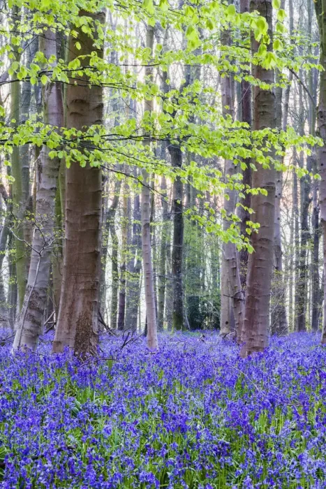 Framed Print : England, Hampshire, Bluebells Framed Print : England, Hampshire, Bluebells