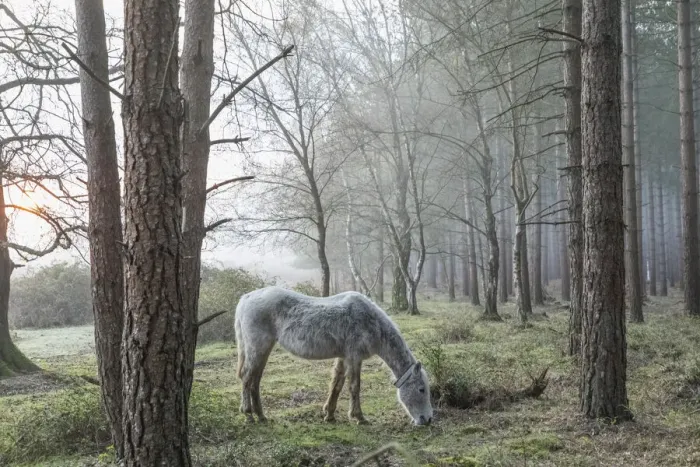 Framed Print : England, Hampshire, The New Forest, Horse and Bare Trees in the Early Spring Framed Print : England, Hampshire, The New Forest, Horse and Bare Trees in the Early Spring