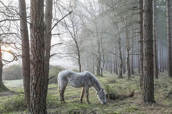 England, Hampshire, The New Forest, Horse and Bare Trees in the Early Spring