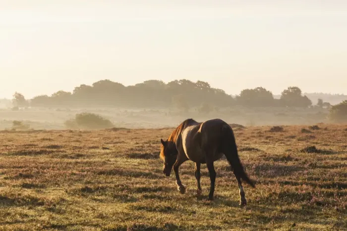 Framed Print : England, Hampshire, New Forest, Horse Grazing Framed Print : England, Hampshire, New Forest, Horse Grazing