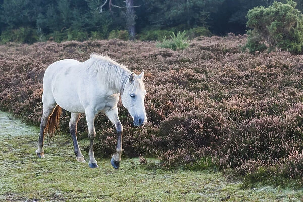 England, Hampshire, New Forest, Horse Walking and Woodland