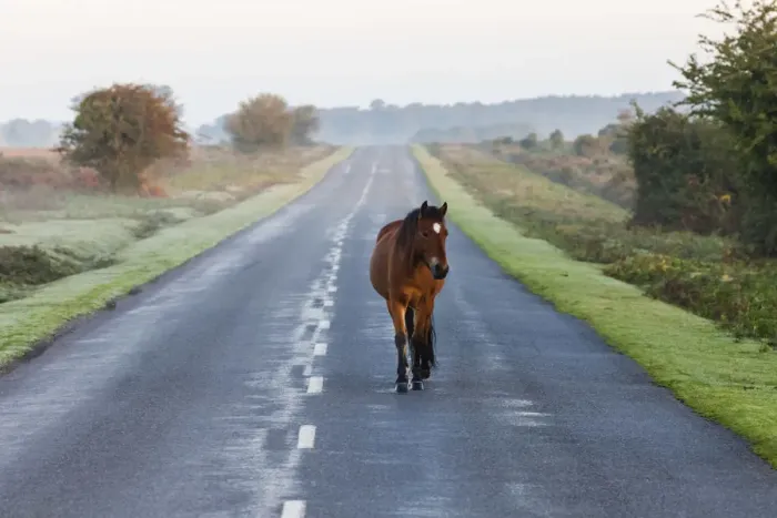 Framed Print : England, Hampshire, New Forest, Horse Walking on Road Framed Print : England, Hampshire, New Forest, Horse Walking on Road