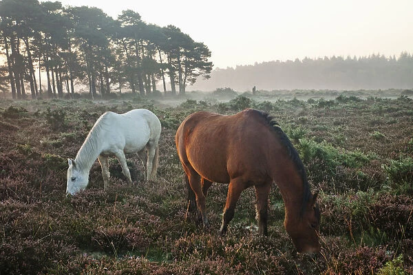 England, Hampshire, New Forest, Horses
