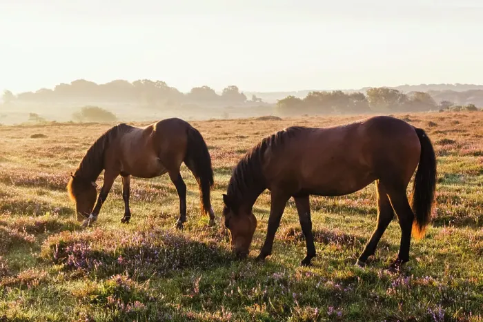 Framed Print : England, Hampshire, New Forest, Horses Grazing Framed Print : England, Hampshire, New Forest, Horses Grazing