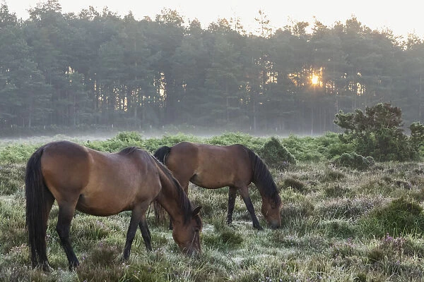 England, Hampshire, The New Forest, Horses Grazing