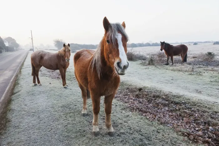 Framed Print : England, Hampshire, The New Forest, Pony
