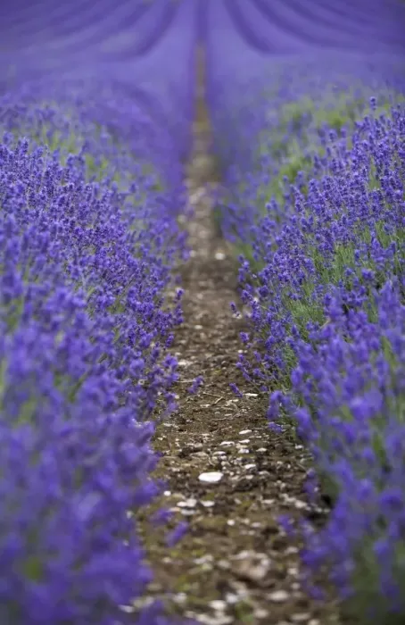 Framed Print : England, Kent, Shoreham. Lavender fields at Shoreham, in North Kent Framed Print : England, Kent, Shoreham. Lavender fields at Shoreham, in North Kent