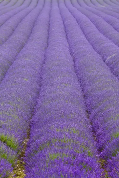 Framed Print : England, Kent, Shoreham. Lavender fields at Shoreham, in North Kent Framed Print : England, Kent, Shoreham. Lavender fields at Shoreham, in North Kent