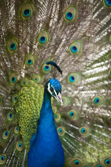 Framed Print : England, Kent, Wingham. Peacock displaying at Wingham Wildlife Park Framed Print : England, Kent, Wingham. Peacock displaying at Wingham Wildlife Park