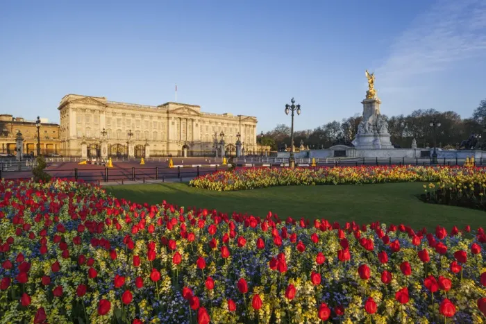 Framed Print : England, London, Buckingham Palace and Tulips Framed Print : England, London, Buckingham Palace and Tulips