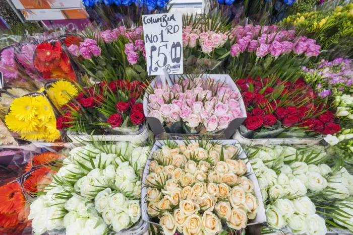 Framed Print : England, London, Columbia Road Flower Market, Display of Roses Framed Print : England, London, Columbia Road Flower Market, Display of Roses