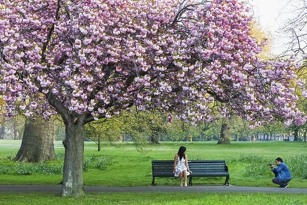England, London, Greenwich, Greenwich Park, Cherry Blossom