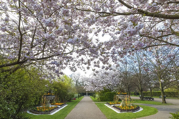 England, London, Regents Park, Avenue Gardens, Cherry Blossom Trees in Bloom