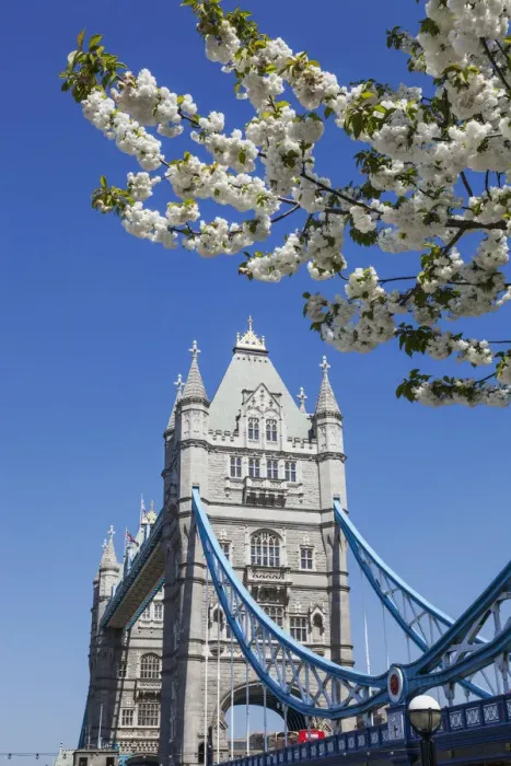 Framed Print : England, London, Southwark, Tower Bridge and Spring Blossom Framed Print : England, London, Southwark, Tower Bridge and Spring Blossom
