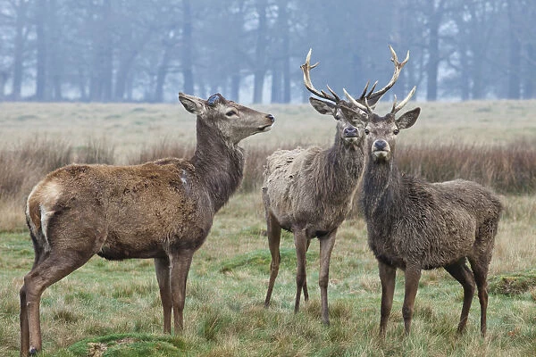 England, London, Surrey, Richmond Park, Deer