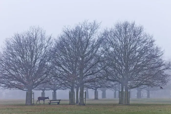Framed Print : England, London, Surrey, Richmond Park, Deer