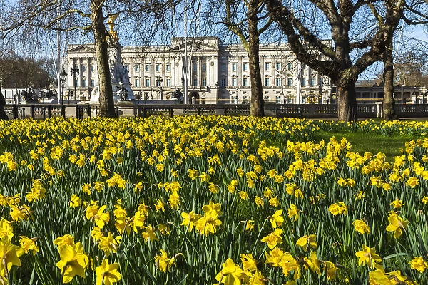 England, London, Westminster, Green Park, Yellow Daffodils and Buckingham Palace
