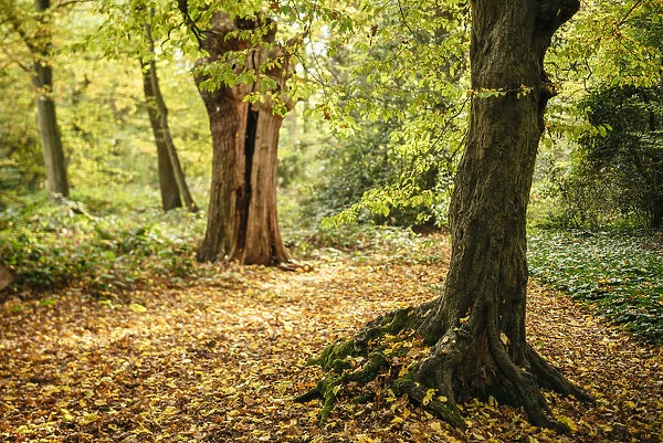 Epping Forest in Autumn, London, UK