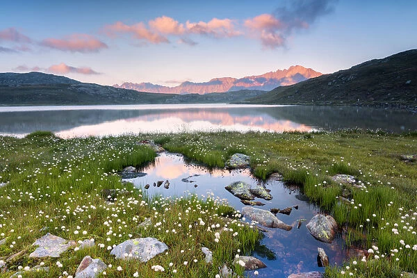 Eriofori blooms at the Gavia pass at dawn, Lombardy district, Brescia province, Italy