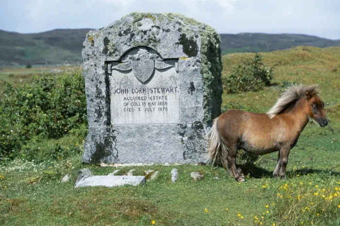 Framed Print : An Eriskay pony stands beside the memorial to John Framed Print : An Eriskay pony stands beside the memorial to John