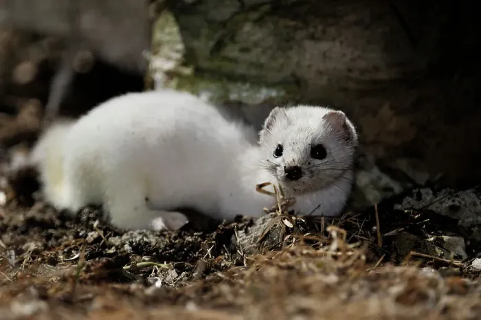 Framed Print : Ermine / Short-tailed Weasel (Mustela erminea) Winter pelage- Individual hunting under a suburban deck, Greater Sudbury, Ontario, Canada Framed Print : Ermine / Short-tailed Weasel (Mustela erminea) Winter pelage- Individual hunting under a suburban deck, Greater Sudbury, Ontario, Canada