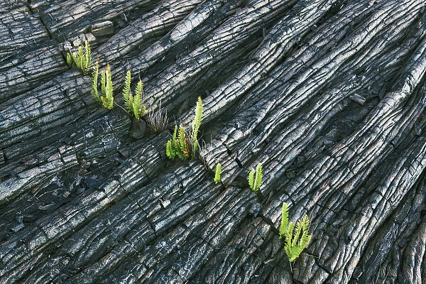 Eroded lava with ferns - USA, Hawaii, Big Island, Puna, Kalapana