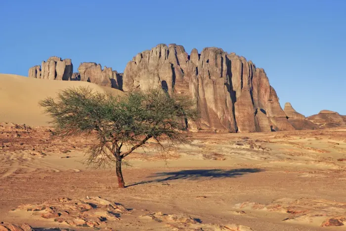 Framed Print : Erosion landscape with acacia in Tassili du Hoggar - Algeria, Tassili Hoggar Framed Print : Erosion landscape with acacia in Tassili du Hoggar - Algeria, Tassili Hoggar