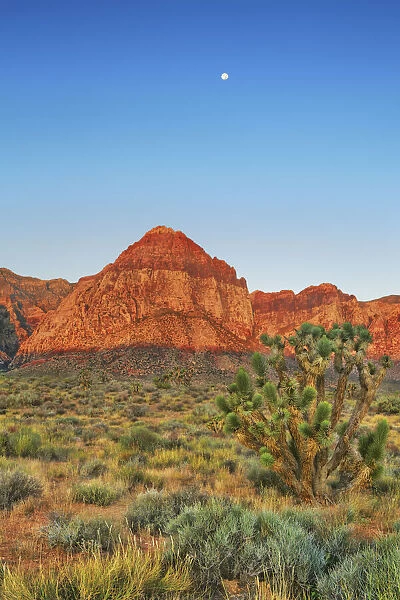 Erosion landscape with joshua trees in Red Rock Canyon - USA, Nevada, Clark