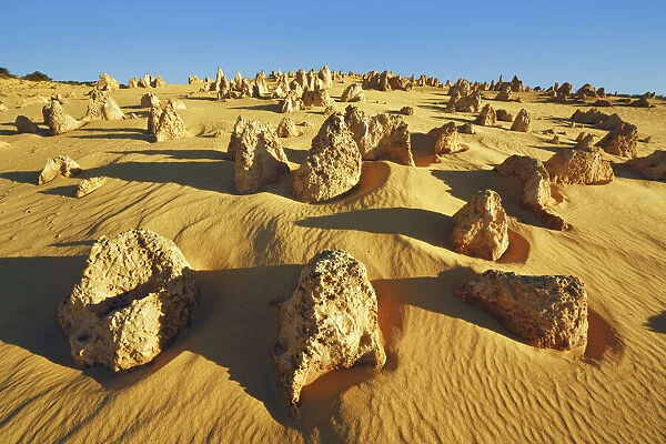 Erosion landscape Pinnacles - Australia, Western Australia, Midwest