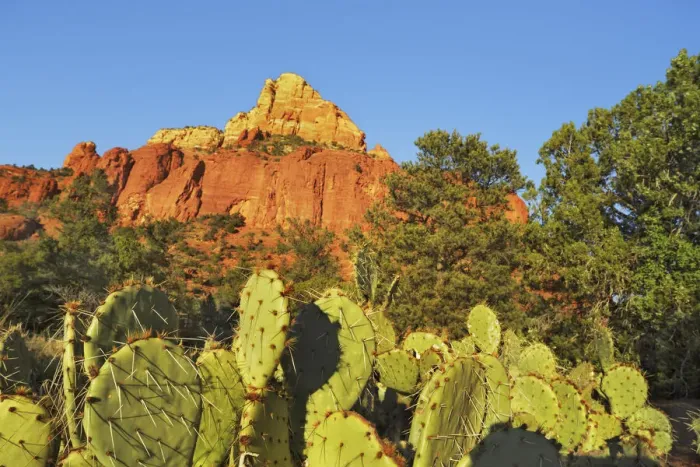 Framed Print : Erosion landscape Twin Buttes und Opuntias - USA, Arizona, Coconino, Sedona Framed Print : Erosion landscape Twin Buttes und Opuntias - USA, Arizona, Coconino, Sedona