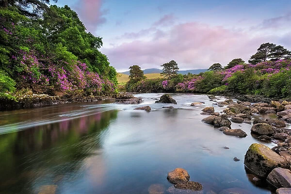 Erriff River lined with wild rhododendron shrubs, Connemara Loop, Connemara, Co Galway, Republic of Ireland, Europe