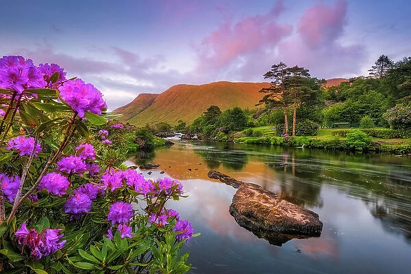 Erriff River lined with wild rhododendron shrubs, Connemara Loop, Connemara, Co Galway, Republic of Ireland, Europe