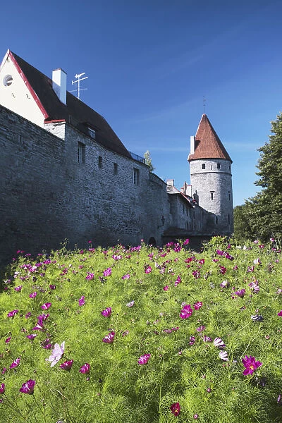 Estonia, Tallinn, Cosmos Flowers In Garden Outside Lower Town Wall