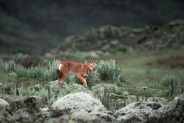 Ethiopian wolf (Canis simensis), also called the Simien jackal and Simien fox, Bale Mountains National Park, Ethiopia