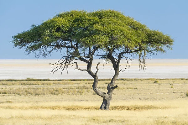 Etosha National Park, Namibia, Africa