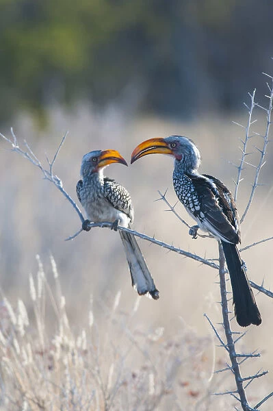 Etosha National Park, Namibia, Africa. Southern yellow-billed hornbill