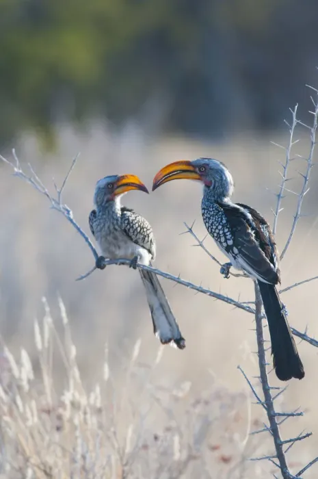Framed Print : Etosha National Park, Namibia, Africa. Southern yellow-billed hornbill Framed Print : Etosha National Park, Namibia, Africa. Southern yellow-billed hornbill
