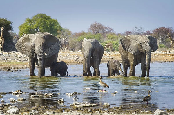 Etosha National Park, Namibia, Africa. Elephants at the waterhole