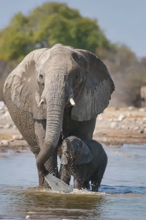 Framed Print : Etosha National Park, Namibia, Africa. Elephants at the waterhole Framed Print : Etosha National Park, Namibia, Africa. Elephants at the waterhole