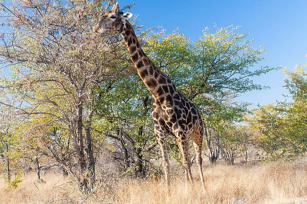 Etosha National Park, Namibia, Africa. Giraffe